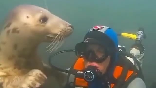 Seals like a puppy of the sea 😍