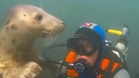 Seals like a puppy of the sea 😍