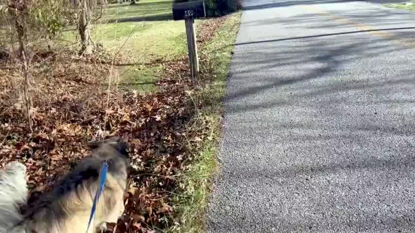 breams of chasing deer he saw during afternosh