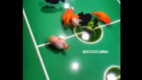 Cute and funny animals videos 🐶🐱🐥