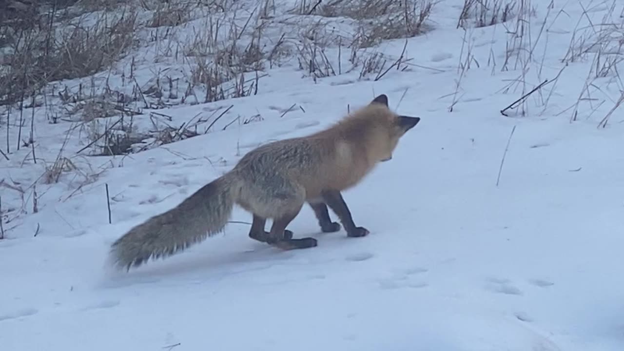 A Fox Made Of Springs