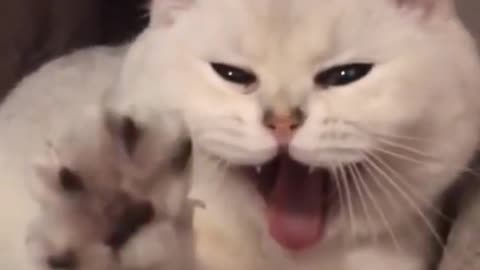 funny cute cats