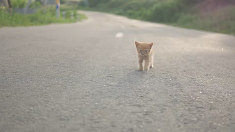 Little red stray dirty kitten on road side,alone in the world concept,selective focus