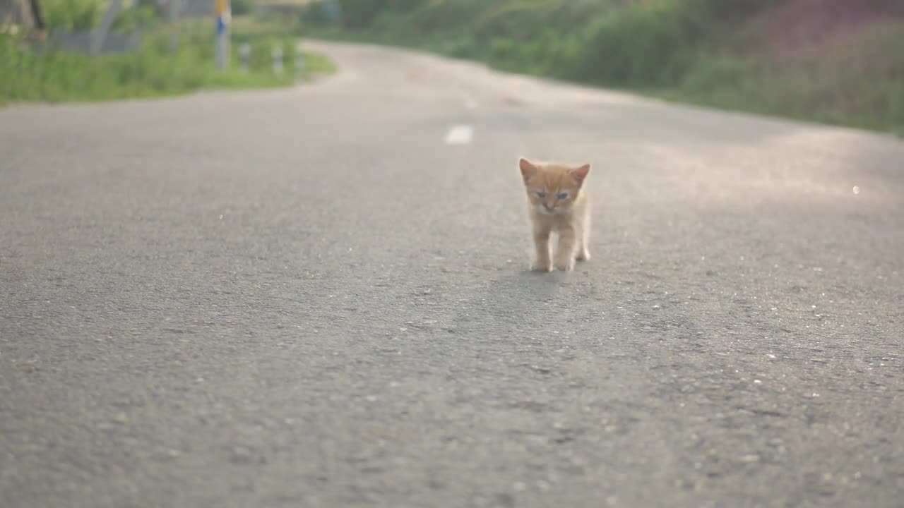 Little red stray dirty kitten on road side,alone in the world concept,selective focus