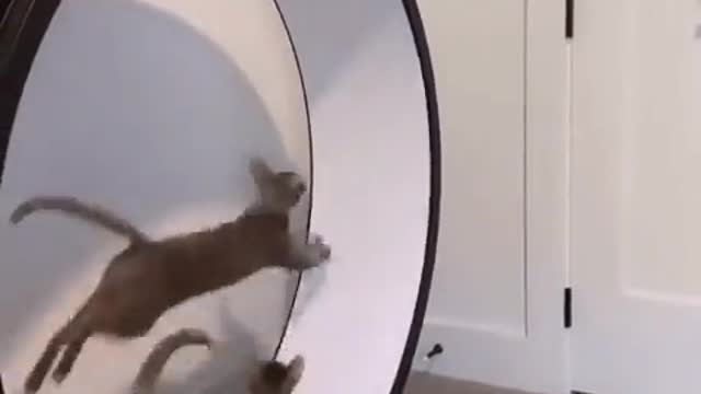 Two cats play leap frog on a wheel 🤣