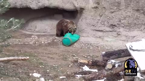 Bear enjoy playing alone.mp4