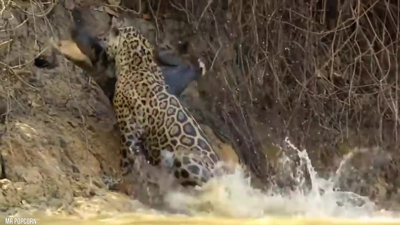 Crazy Moments When Big Cats Faced Crocodiles