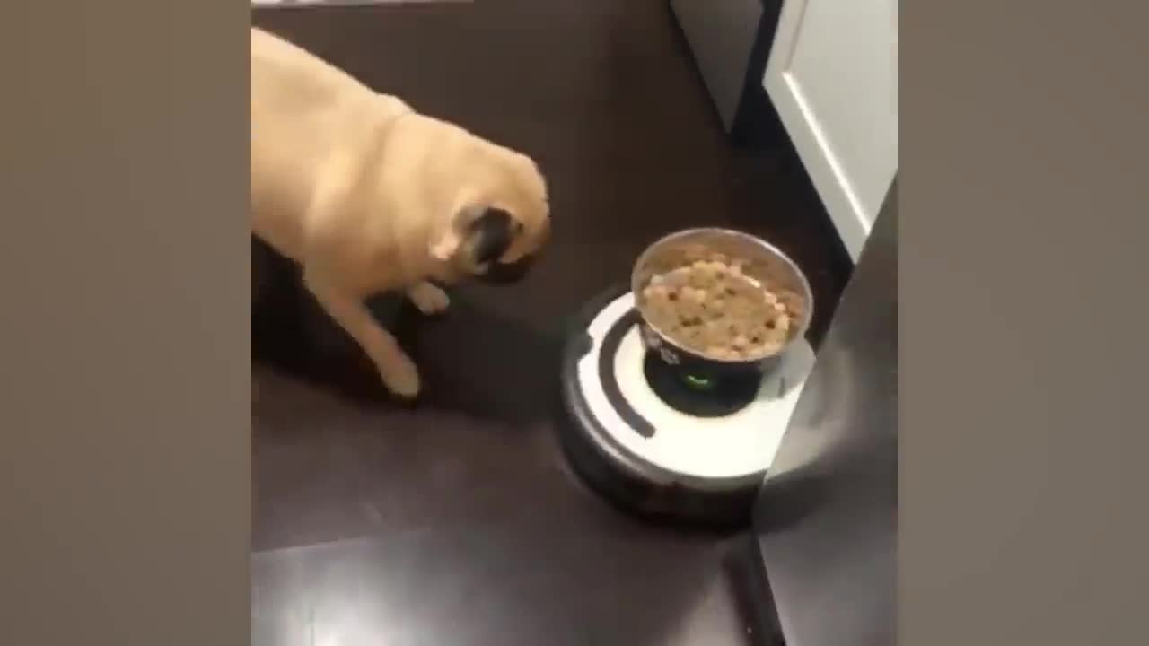 funny pet video🤣🤣