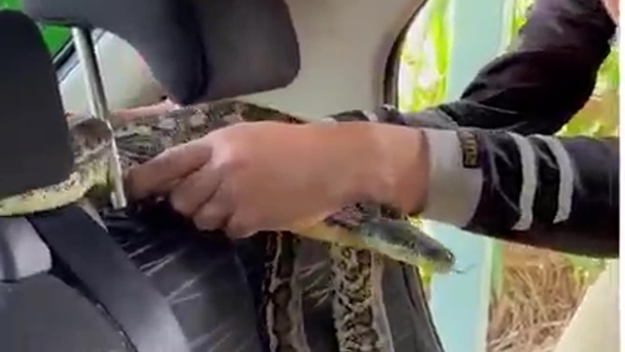 Intense Snake Removals