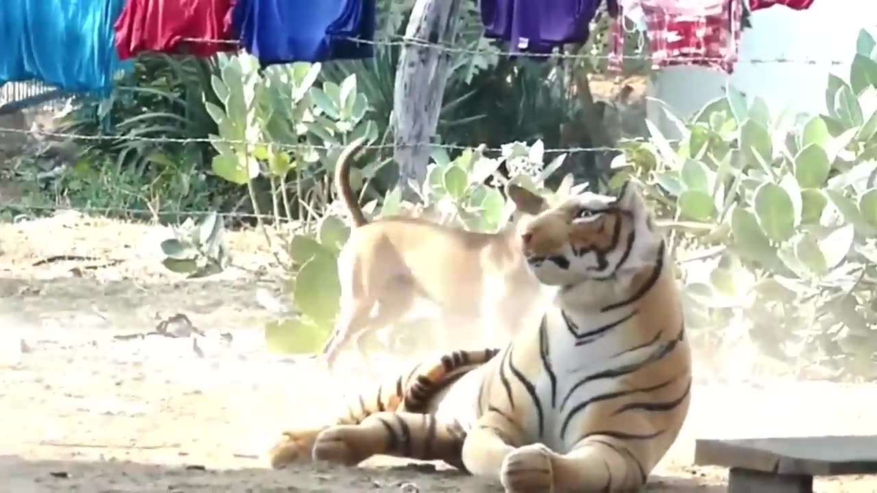 Dog being prank by fake huge Lion/Tiger