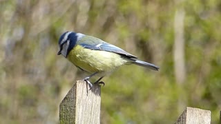 Mom Bird voice calls out his babies