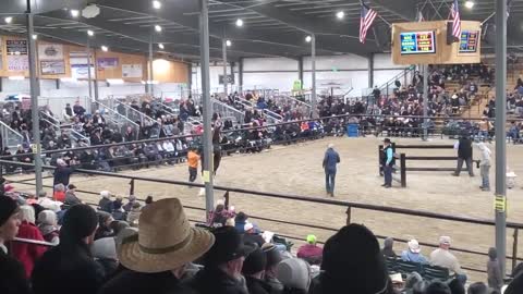 $100,000 Clydesdale Stallion at Topeka!