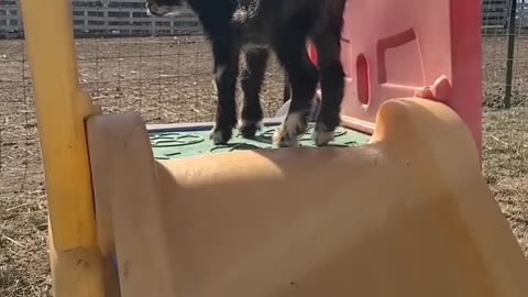 Baby goat gets playground