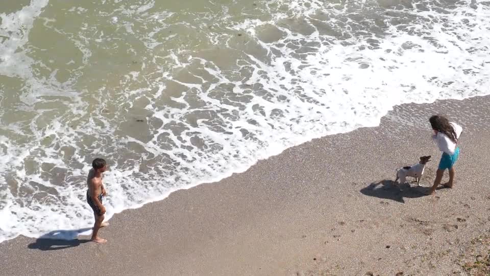 Nice dog playing on the ocean beach ❤❤