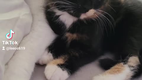My baby kittens
