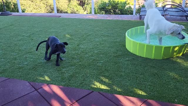 Reg & Ava play. Aug 14, 2022