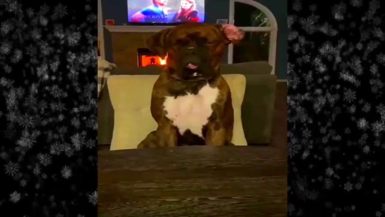 New Funny Videos 2024 😍 Funniest Cats & Dogs Videos🐶😹