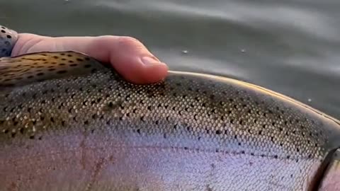 Do any other trout fight as hard as a big rainbow