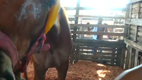 ¿Caballo cochero se desploma?