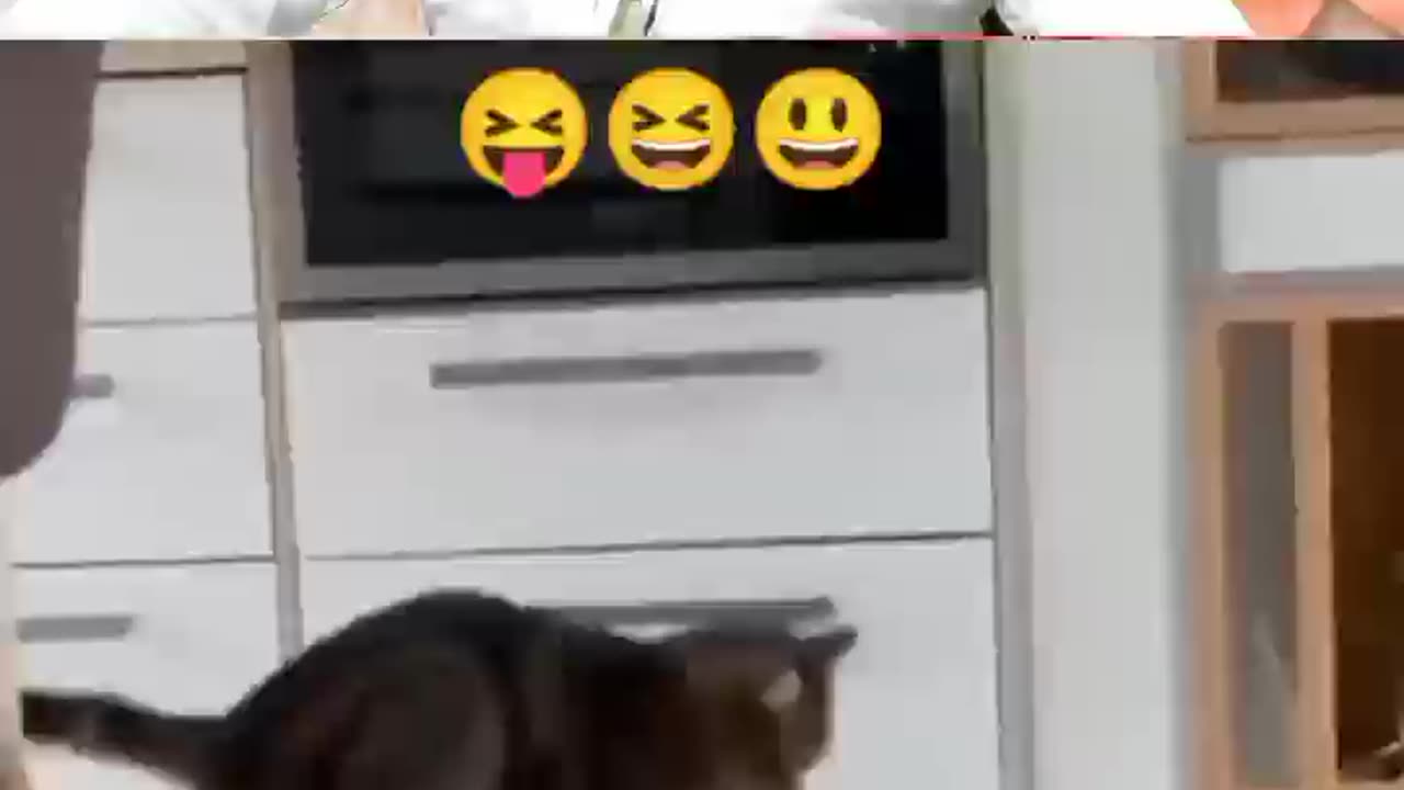 Friendship Astonishing 😎🥰😉 Cat And Dog Duo! #funny #rumbleshorts #shortvideo #reactionvideo