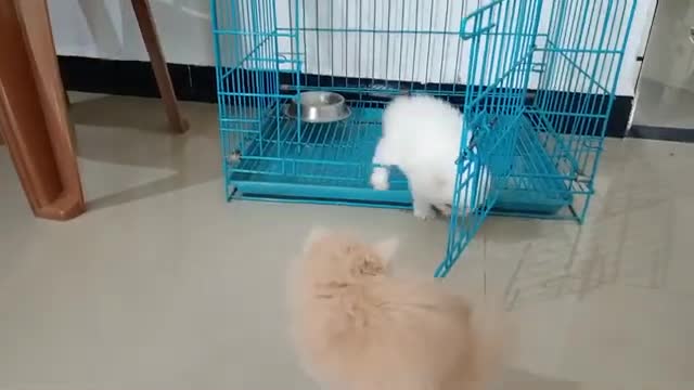 persian cat playing