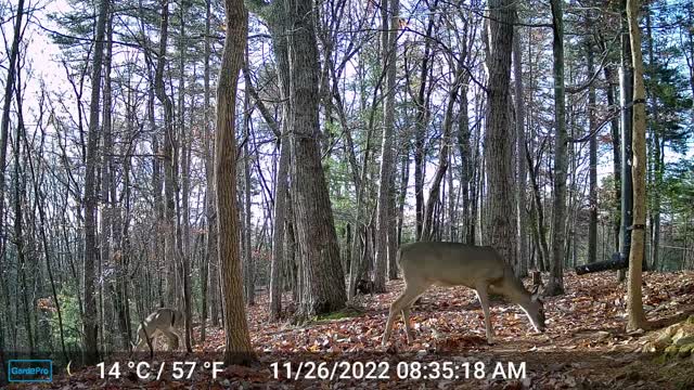 The Woods – 11/26/2022