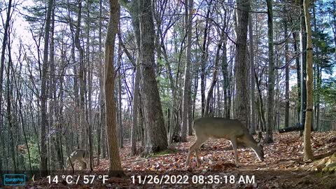 The Woods – 11/26/2022