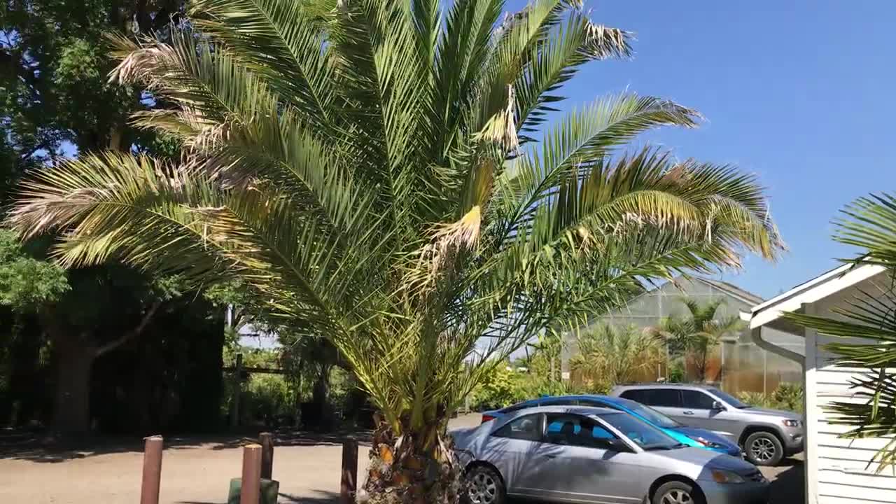 Trachycarpus nainital and Canary Island Date Palm in Oregon