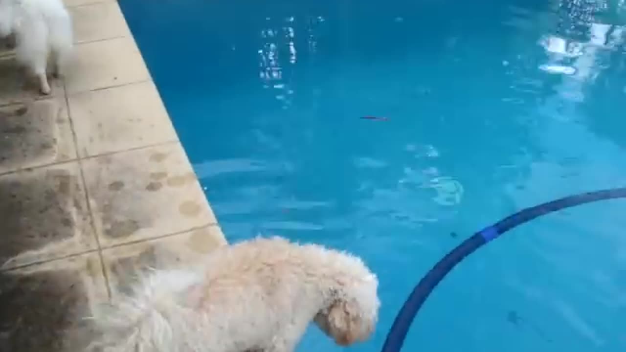 Spitz tries to get tennis ball out of swimming pool