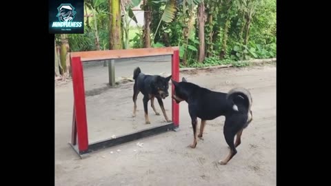 "Mirror vs. Dog: The Ultimate Comedy Showdown!"