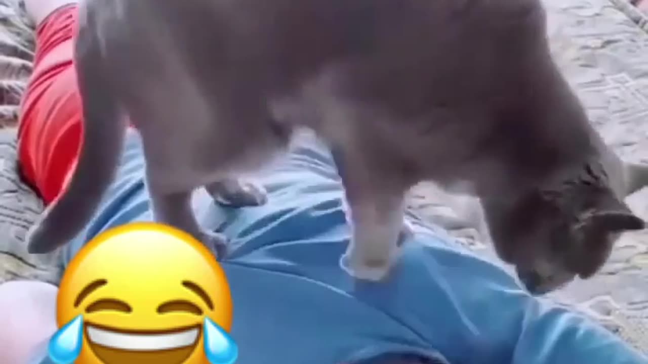 Cat Massage