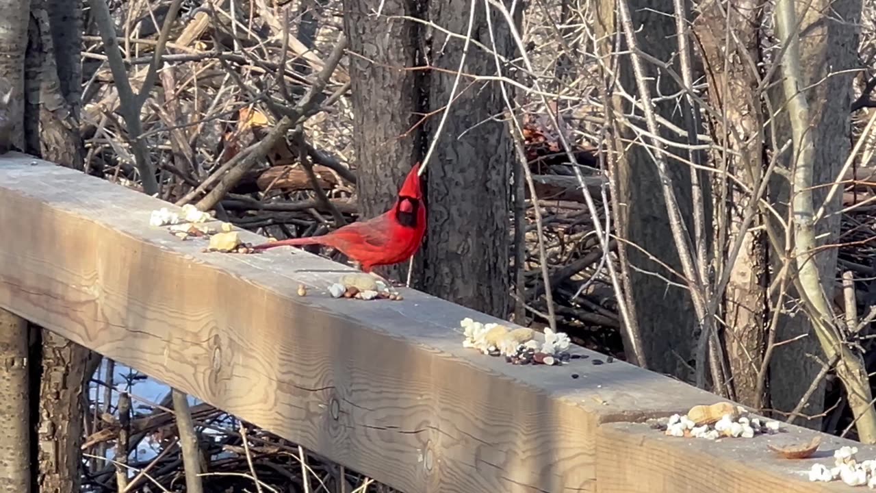 Male Cardinal stops by