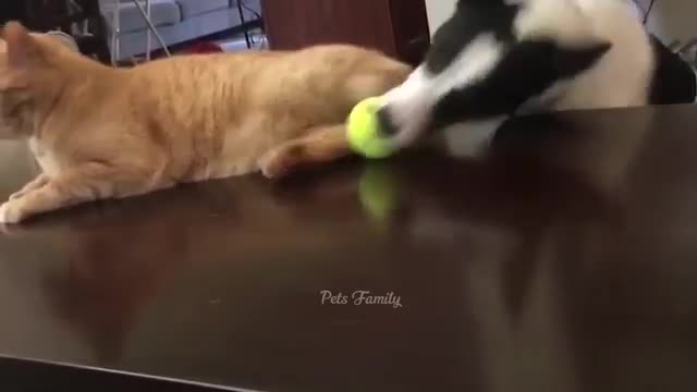 Funniest Animals 2022 😂 Funniest Cats and Dogs Part 25 | Pets Family.1