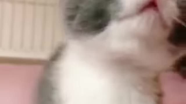 funny animals