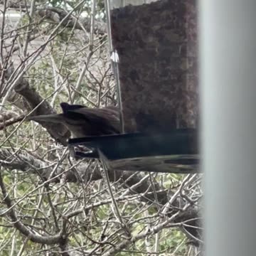 Baby bird gets bullied.