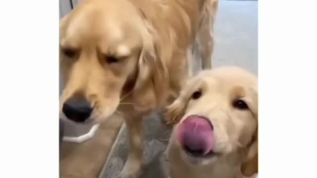 Peanut Butter is Life 😂 | Cute faces 😂