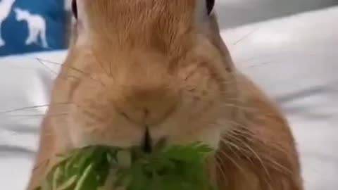 This rabbit eats too fast
