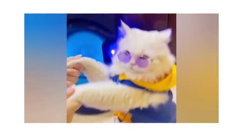 Cat with glasses dancing