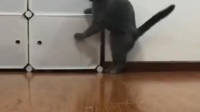 The cat has a very high IQ