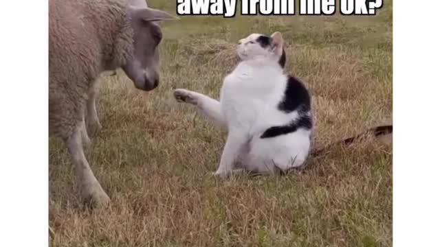 this is hilarious !!!!