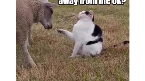 this is hilarious !!!!