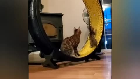 Cat Plays Movements 🐱|| Comedy video