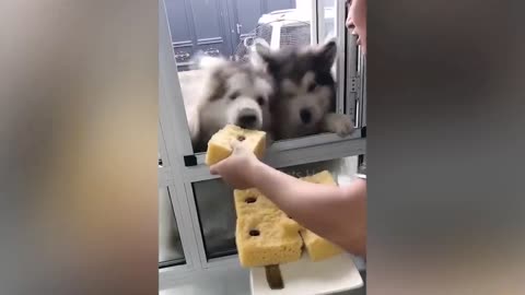 Dog Reaction to Cutting Cake 🤣 - Funny Dog Cake Reaction Compilation _ Pets House