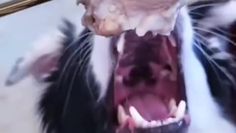 Try Not to Laugh at These Funny animals Videos 😹 - Funniest Animals 2023 | Lol Land