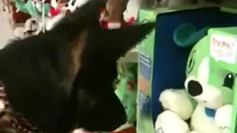 Fiona toy concerto