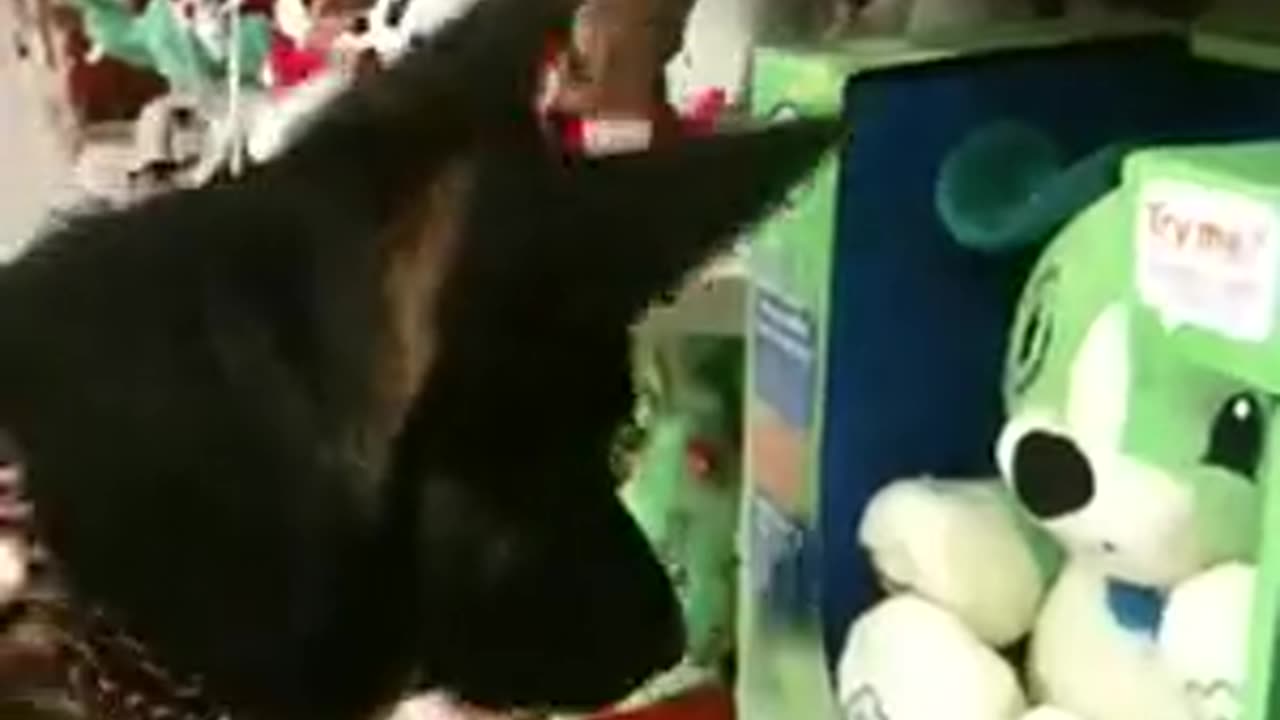 Fiona toy concerto