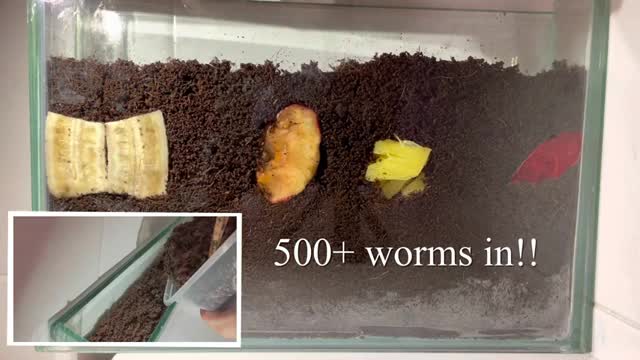 What FRUITS do worms likešpost #earthworm #timelapse #sdgs_Cut