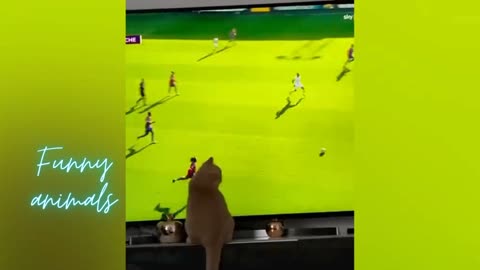 Cute cat playing football||funny animals vedioes