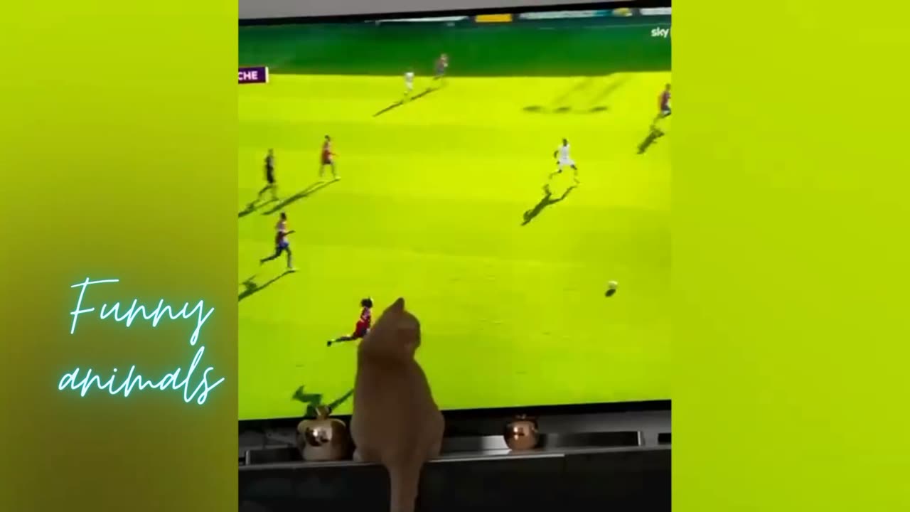 Cute cat playing football||funny animals vedioes