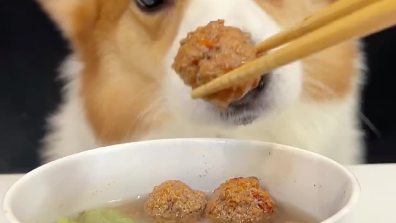 Corgi dog eats beef ball soup and cute pet debuts as a trainee